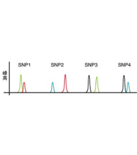 SNP检测